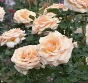 Beautiful Day Rose - Alden Lane Nursery