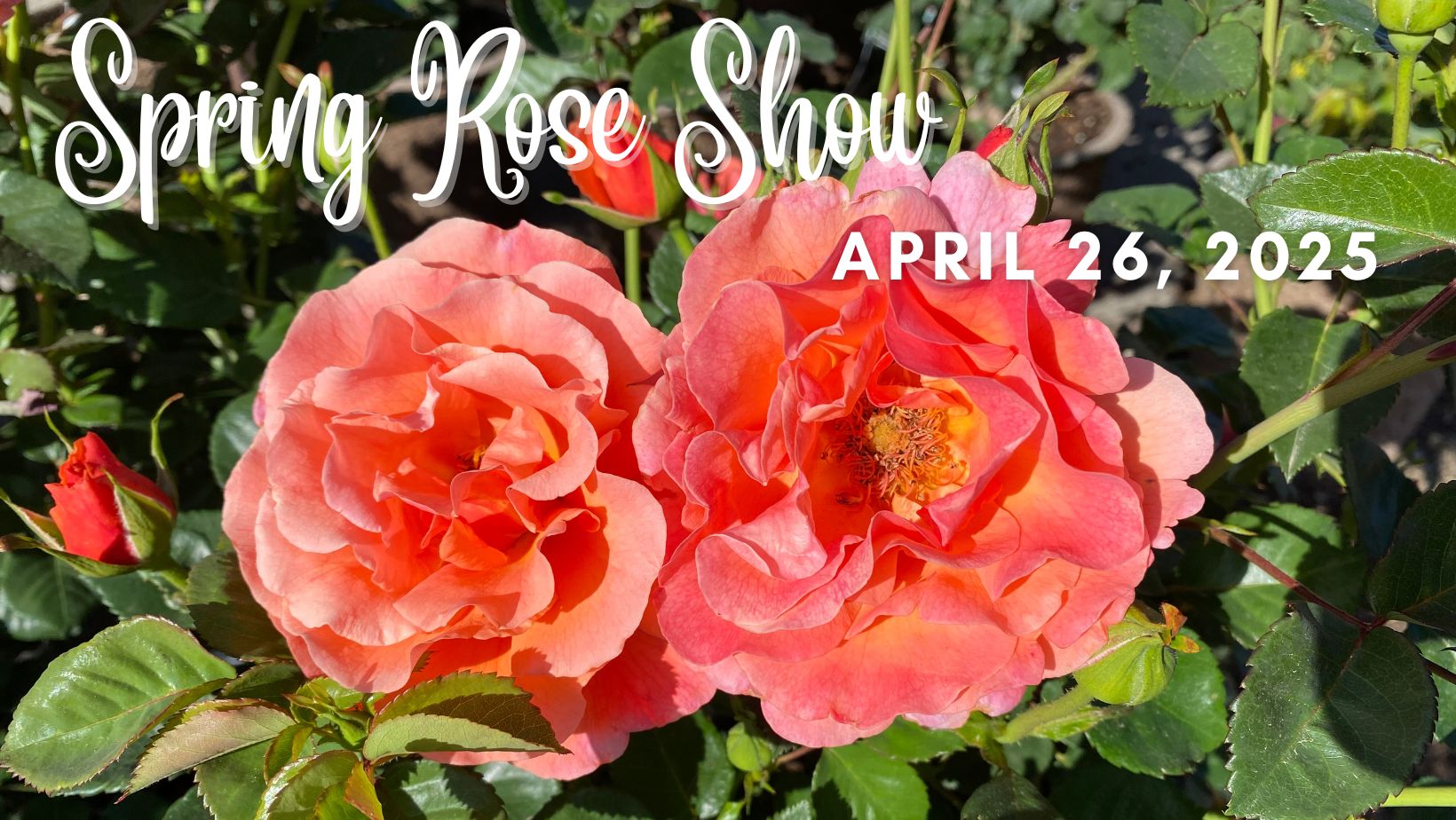 Spring Show In The Rds 2025 Spring Rose Show - April 26 - Alden Lane Nursery