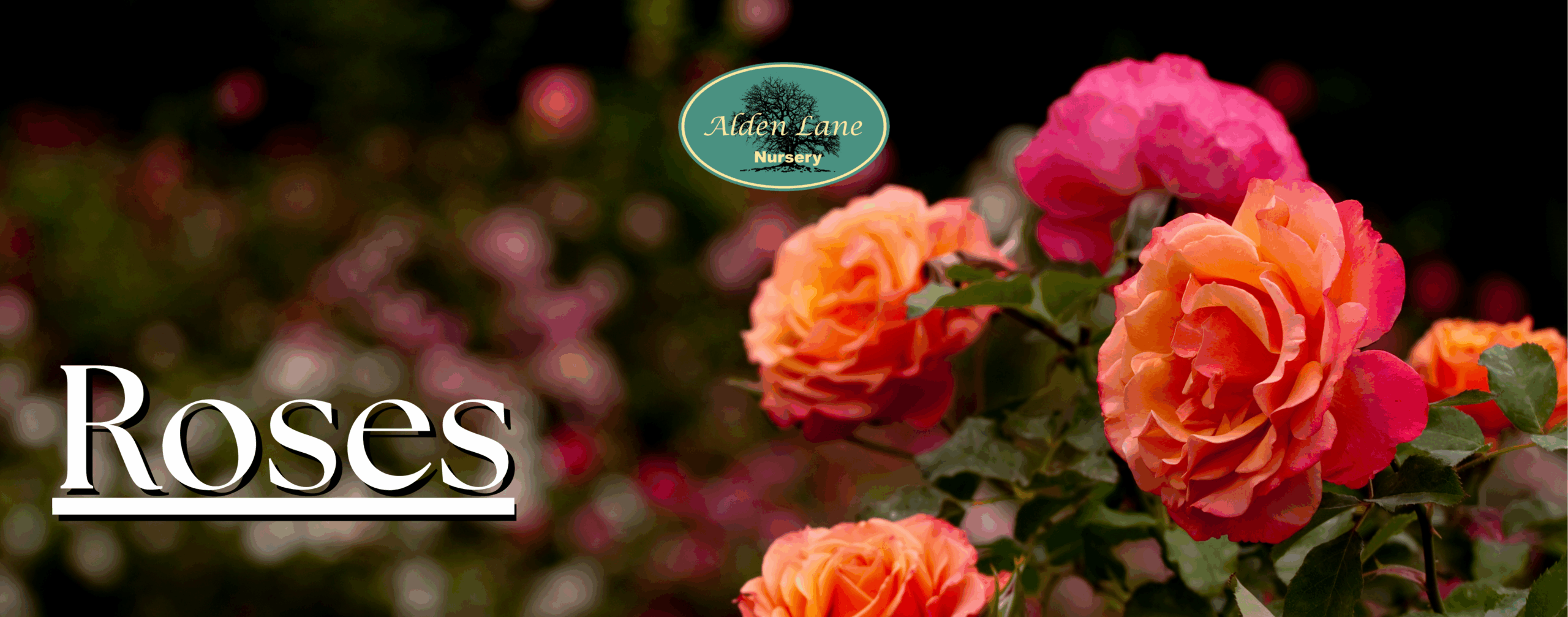 867☘️2年管理☘️タグ付☘️⭐️ASHWOODIENSIS⭐️BRIAR ROSE系⭐️ 2026 Roses - Alden Lane Nursery